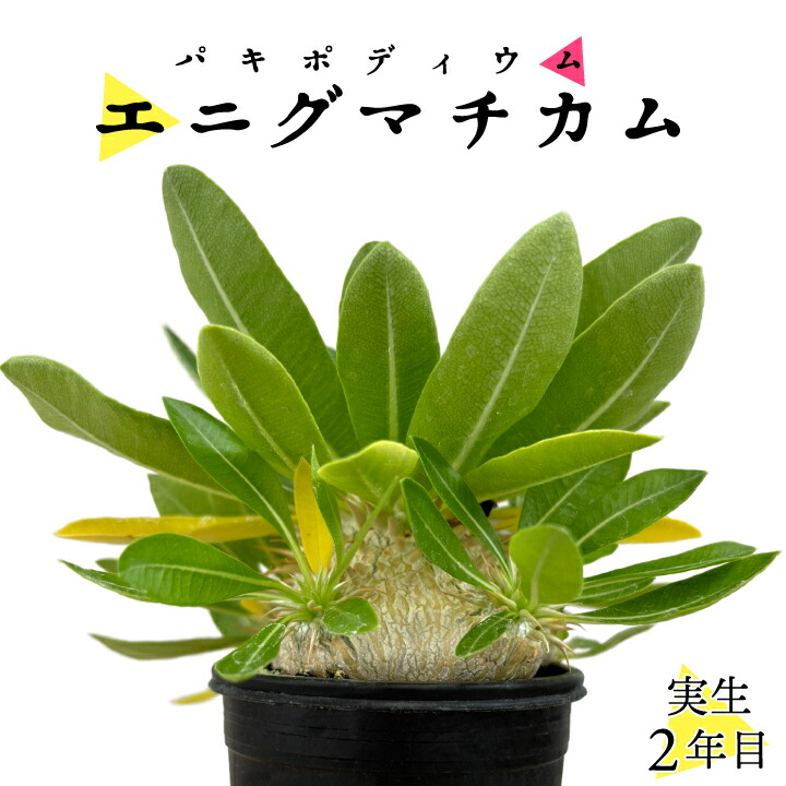 エニグマチカム（gf3-31-022）