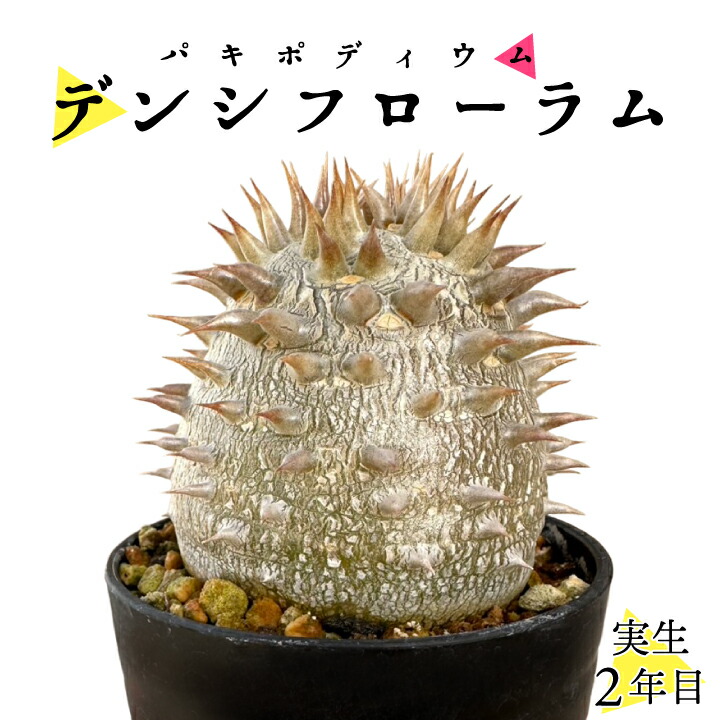 デンシフローラム（gf3-31-023）