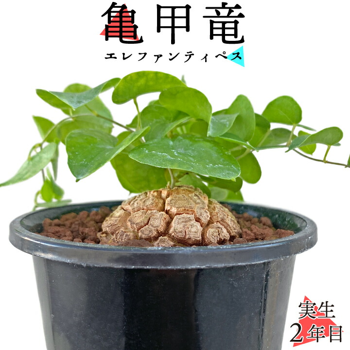 亀甲竜(gf3-31-301)