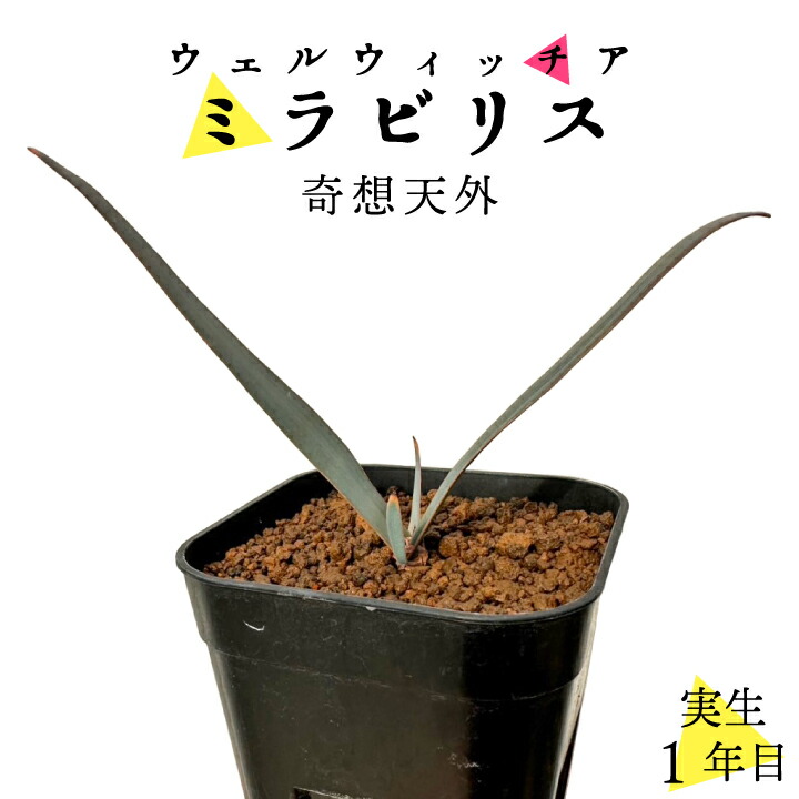 奇想天外(gf3-31-501)