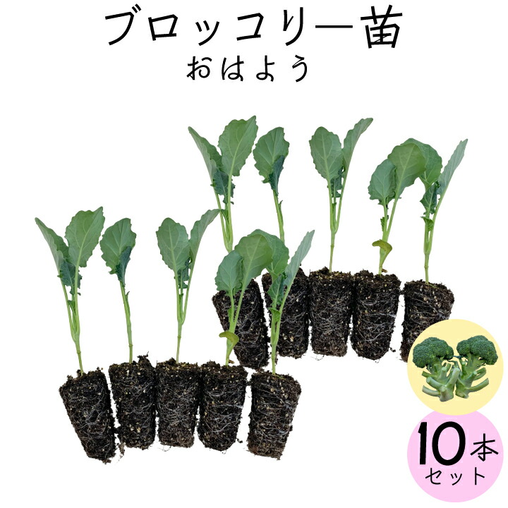 ブロッコリー苗10本（gf80-01-010）