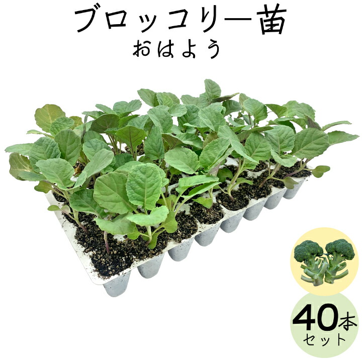 ブロッコリー苗40本（gf80-01-040）