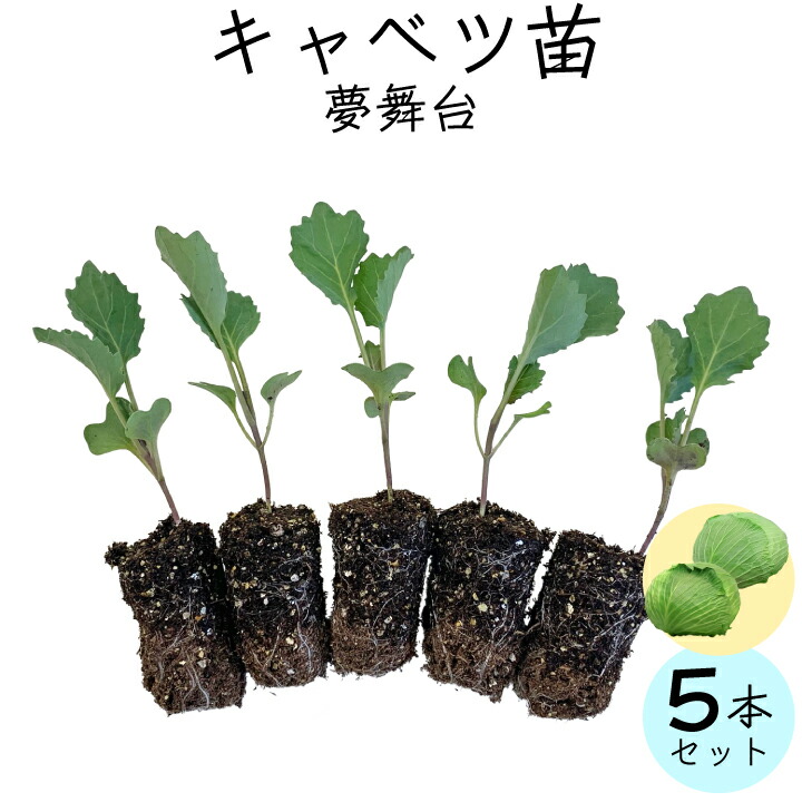 キャベツ苗5本（gf80-02-005）