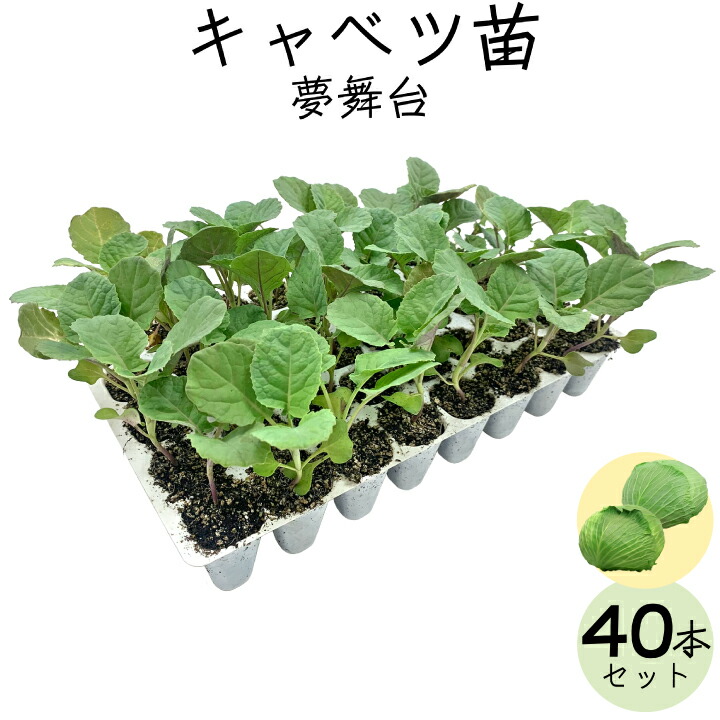 キャベツ苗40本（gf80-02-040）