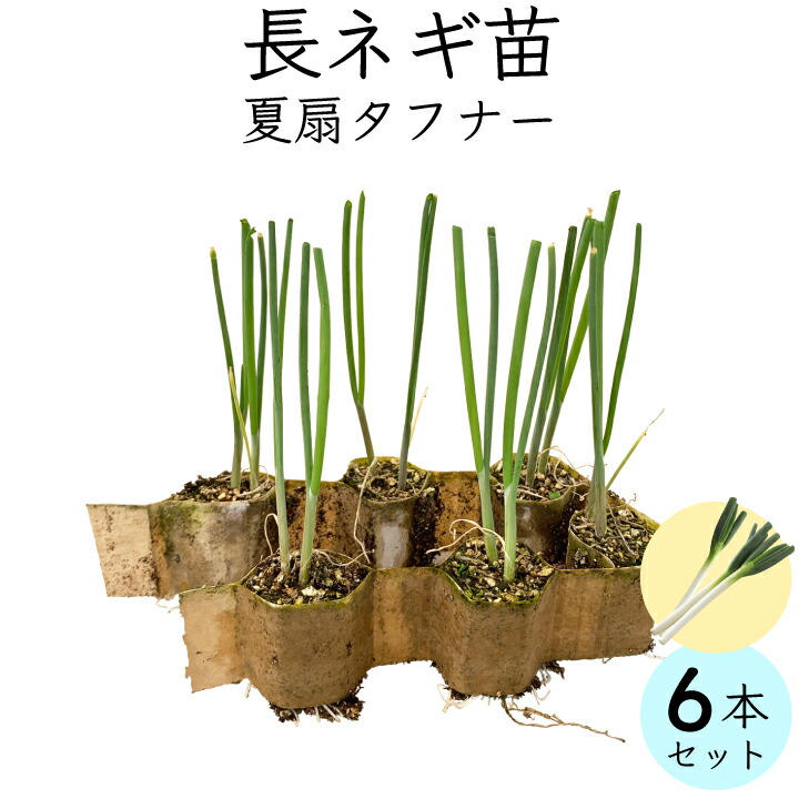長ネギ苗6本（gf80-03-006）