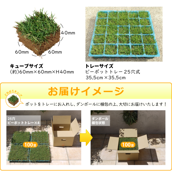 キューブ苗の施工のポイント