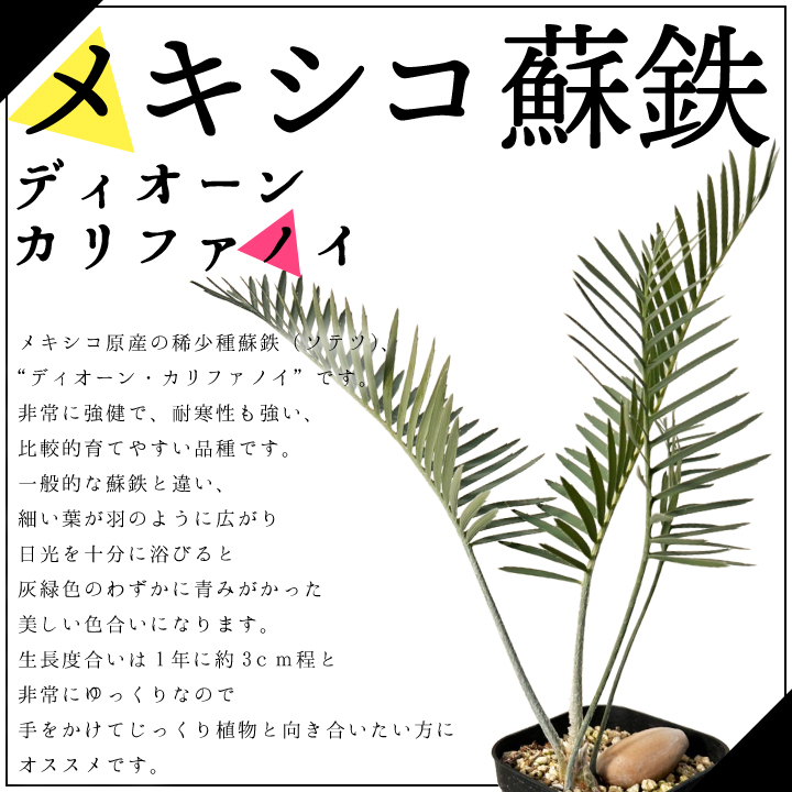 ディオーン・カリファノイ