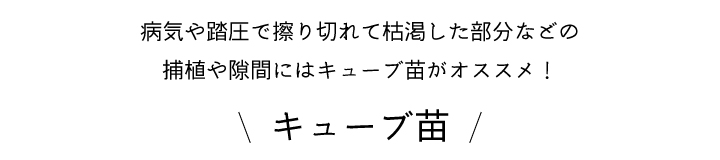 ポット苗
