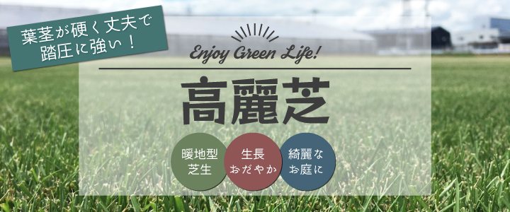 高麗芝 | 国分グリーンファーム公式通販オンラインストア