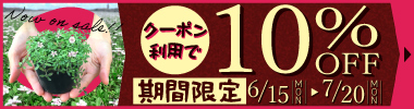 【期間限定】今が植栽最適時 花ポット56苗 10%OFFクーポン