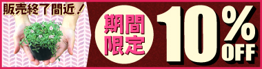 【期間限定】販売終了間近 ヒメイワダレソウ花ポット全商品　10％OFFクーポン