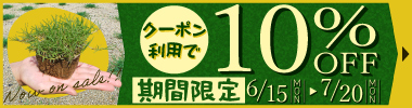 【期間限定】今が植栽最適時 ティフトン苗100苗 10%OFFクーポン