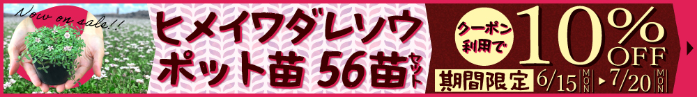 ヒメイワダレソウ苗