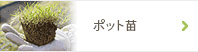 ポット苗