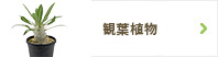 観葉植物
