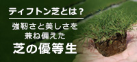 ティフトン芝とは？