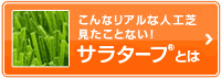 サラターフとは
