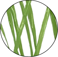 ライムグリーン