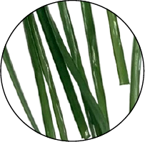 バンブーグリーン