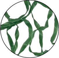 ダークグリーン