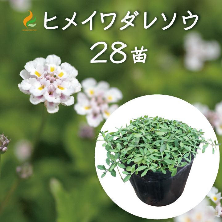 ヒメイワダレソウポット苗専用防草シート【2m×10m】U字留めピン（50本