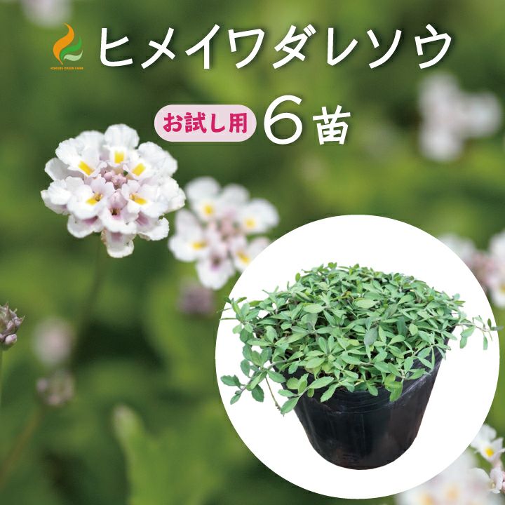 ヒメイワダレソウ　白色　140鉢　7.5cmポット 000000000313-01.jpg?size=l&w=