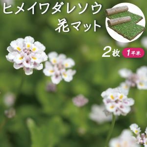 ヒメイワダレソウ 花マット2枚