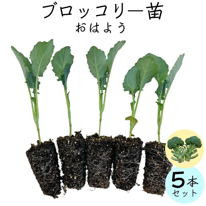 送料無料】ブロッコリー苗 おはよう 5苗セット お家で野菜を育てよう