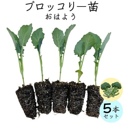 ブロッコリー苗5苗