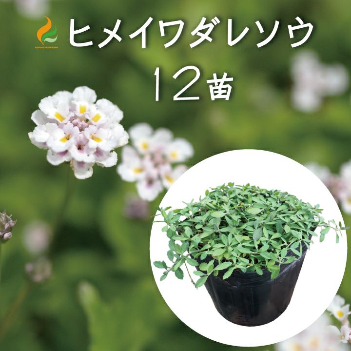 ヒメイワダレソウ ポット苗［白系］12個： 姫岩垂草 リピア グランド