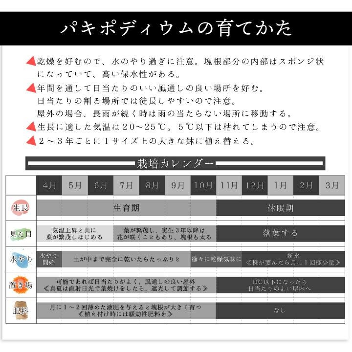 パキポディウム　グラキリス 育て方