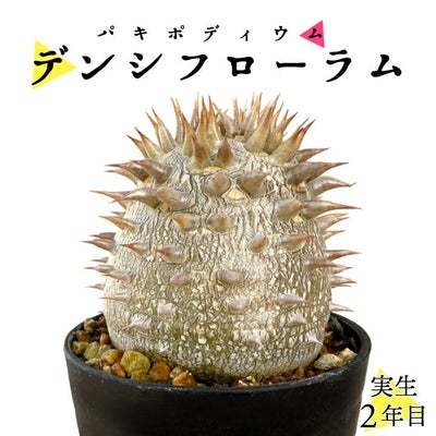 パキポディウム　デンシフローラム