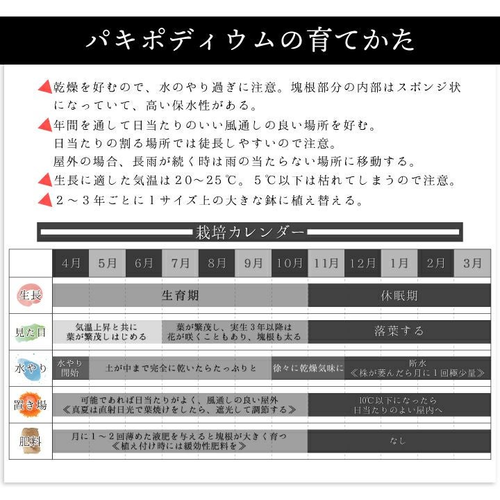 パキポディウム　デンシフローラム育て方