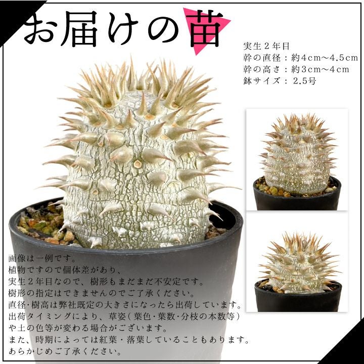 パキポディウム　デンシフローラム お届けの苗