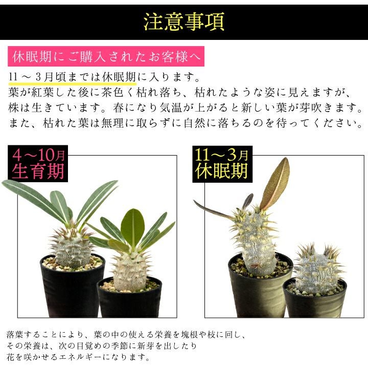 パキポディウム　デンシフローラム注意事項