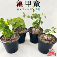 亀甲竜　バリエーション商品