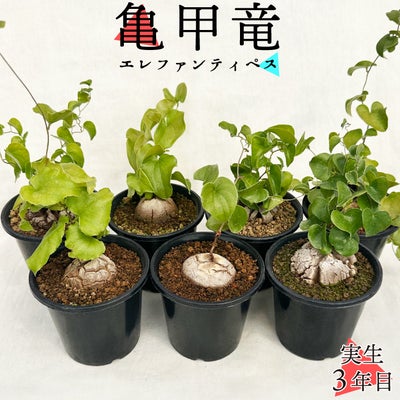 亀甲竜　バリエーション商品