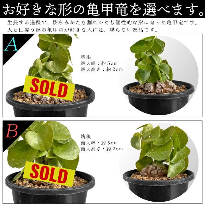 亀甲竜　バリエーションAとB