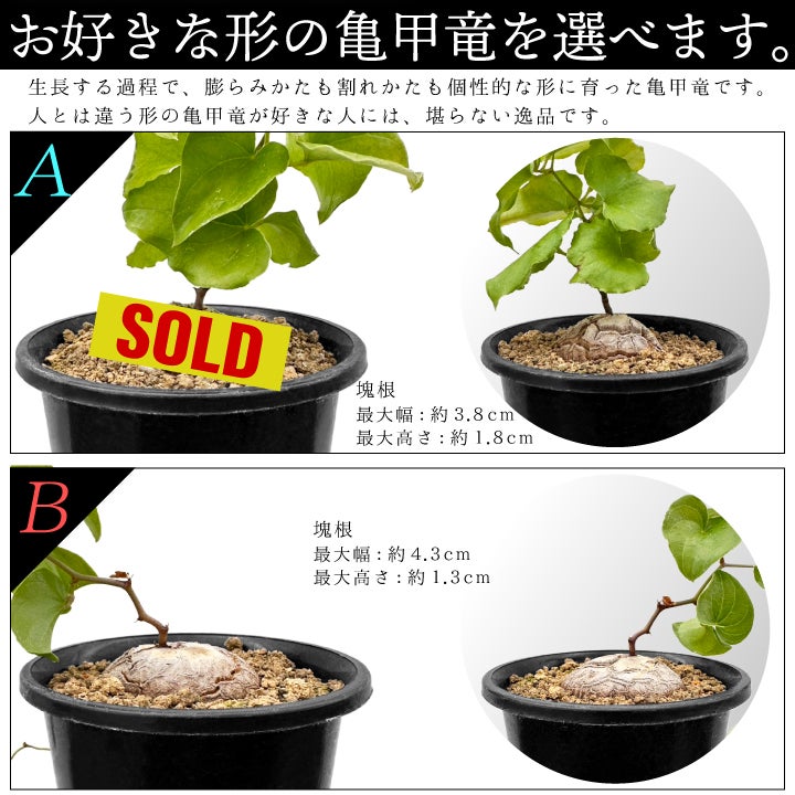 亀甲竜　バリエーションAとB