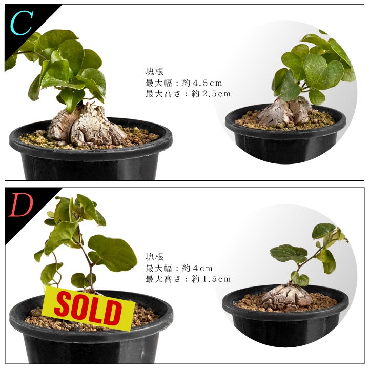 亀甲竜　バリエーションCとD