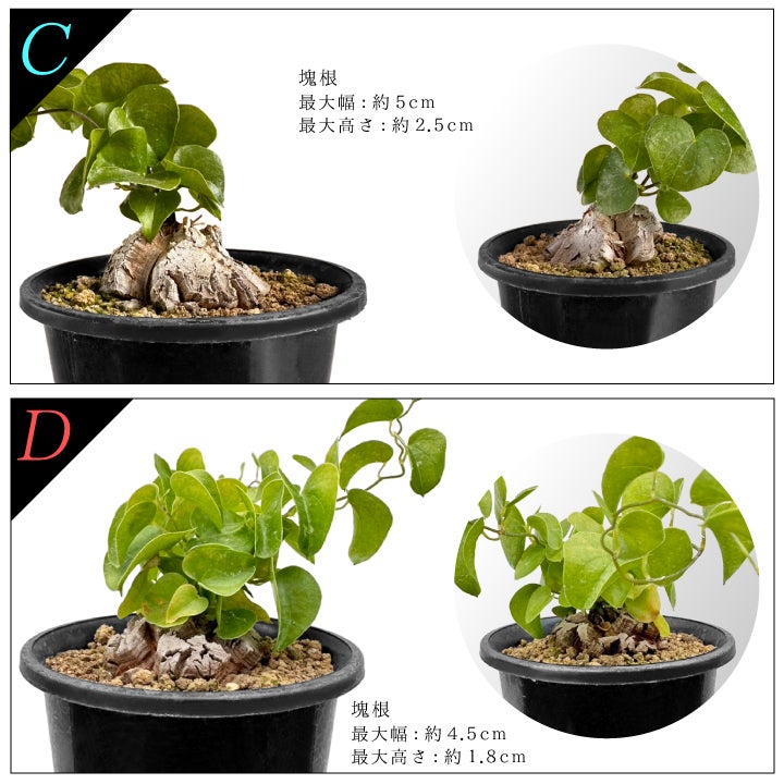 亀甲竜　バリエーションCとD