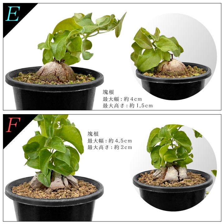 亀甲竜　バリエーションEとF