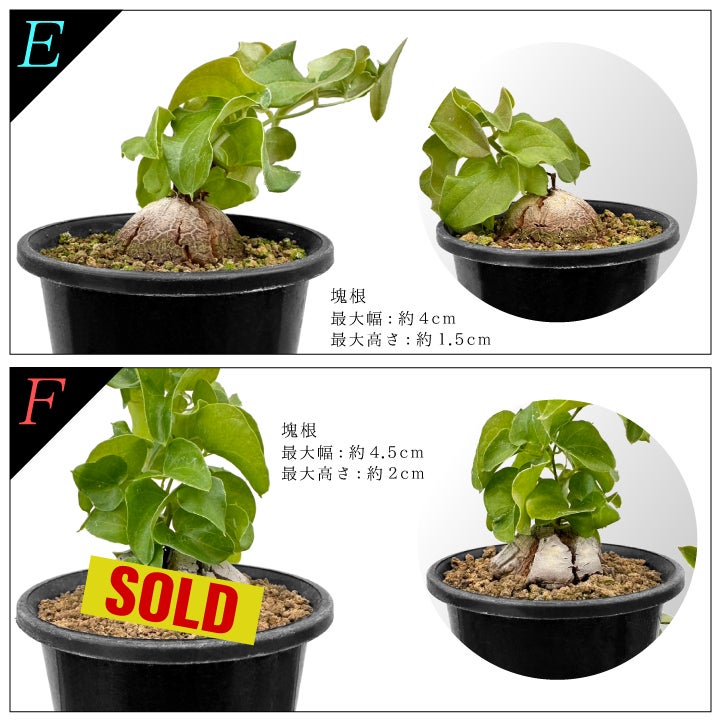 亀甲竜　バリエーションEとF