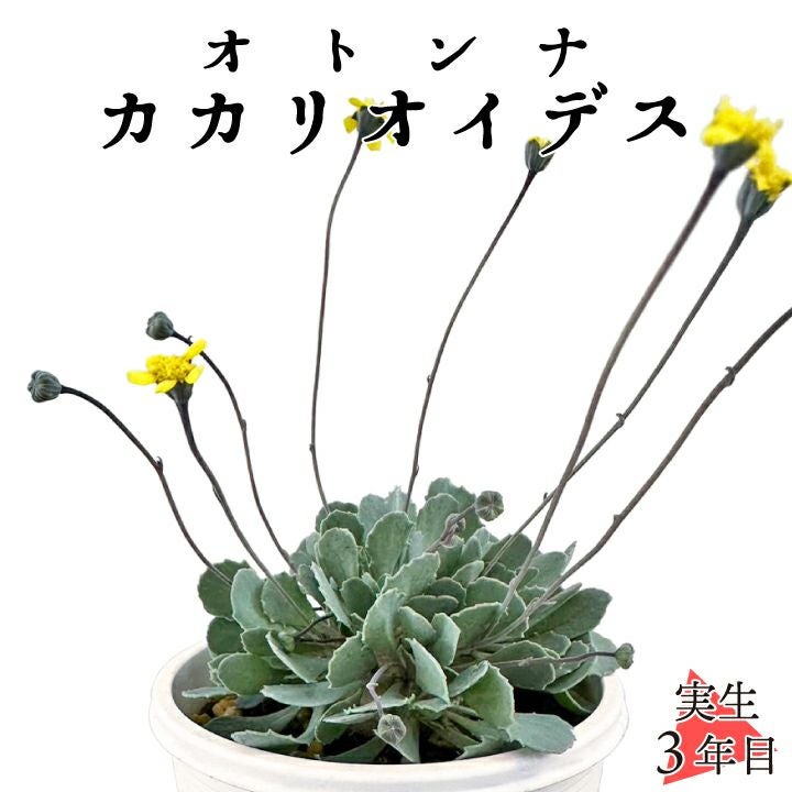 【希少】オトンナ　カカリオイデス 園芸ネット本店｜オトンナ：カカリオイデス 3号鉢植え* の通販【公式】
