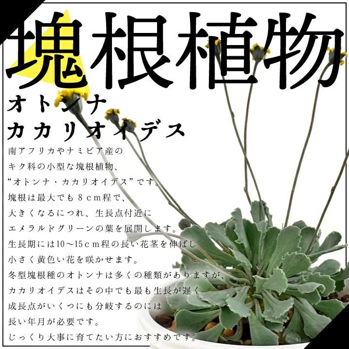 オトンナ カカリオイデス 説明