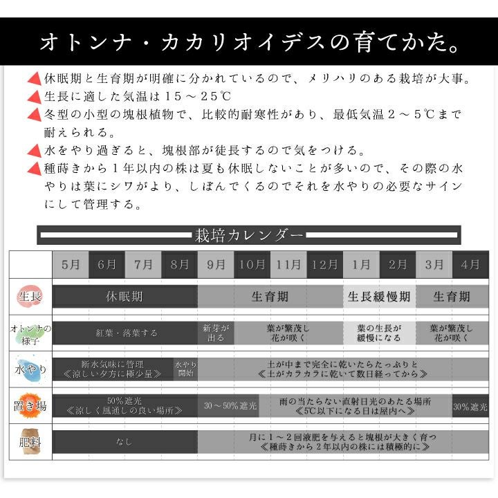 オトンナ カカリオイデス 育て方