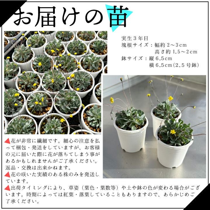 オトンナ カカリオイデス お届けの苗