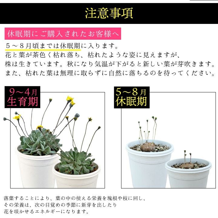 オトンナ カカリオイデス 注意事項