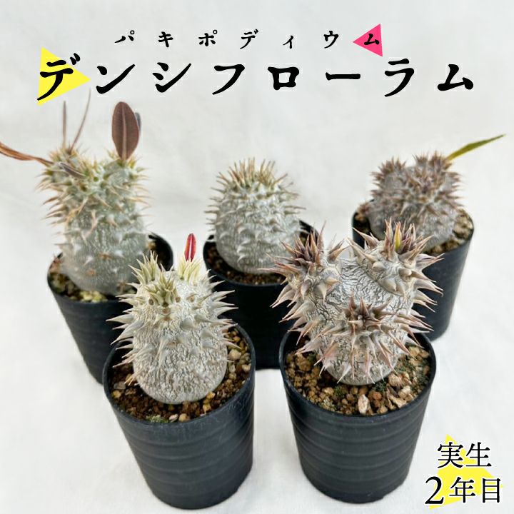 パキポディウム デンシフローラム 実生2年目 2.5号鉢 塊根植物 