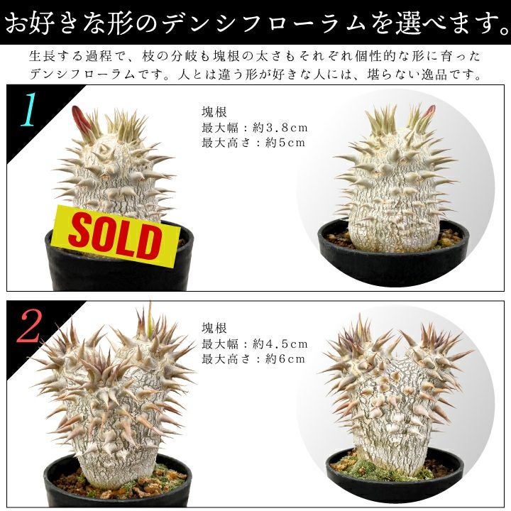 デンシフローラム バリエーション 1と2